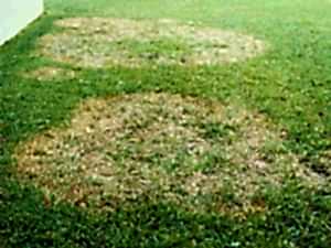 Hastalıklarla Mücadele