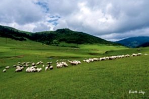 FLORA – K (Mixture)