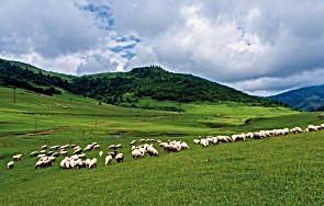 FLORA-K ( Çayır Mera Karışımı)