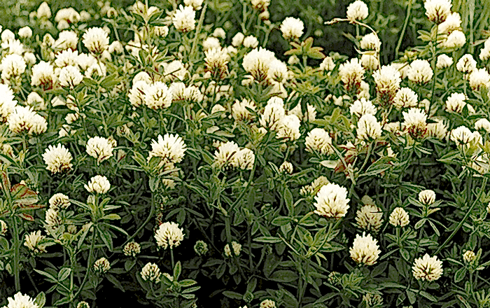 CARAMBA MIX 2 (Karışım)