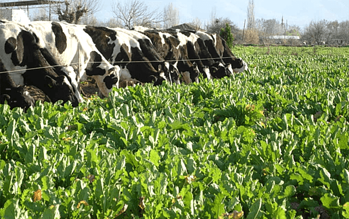 Yem Şalgamı POLYBRA