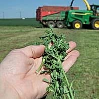 Medicago Sativa ZENITH