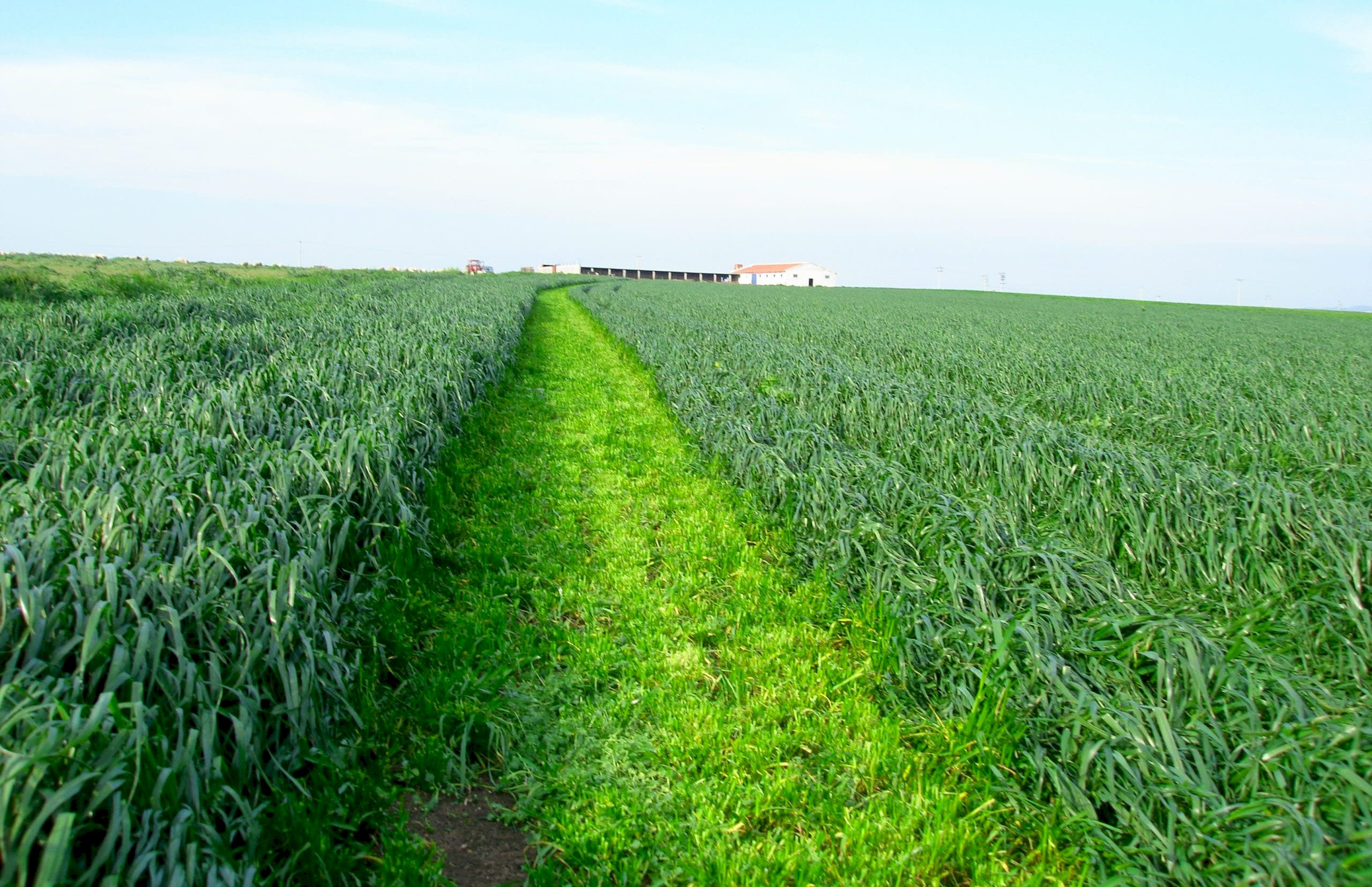 İtalyan Çimi CARAMBA MIX