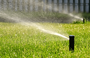 Susuzluğa Dayanıklı Çim