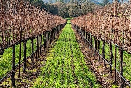 Yer Örtücü Karışımlar