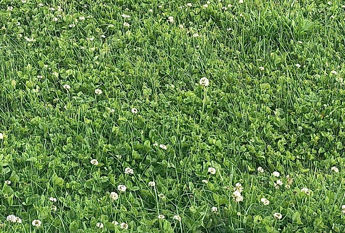 Ak Üçgül (Trifolium Repens)